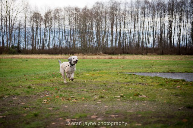 Ladner photographer